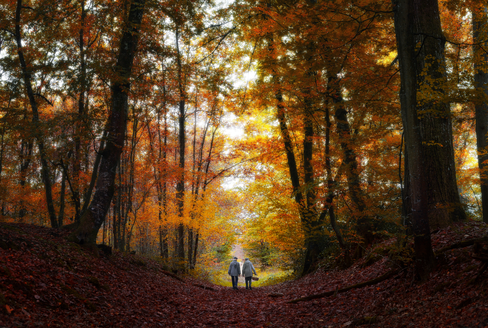 Fontainbleau Forest In Autumn