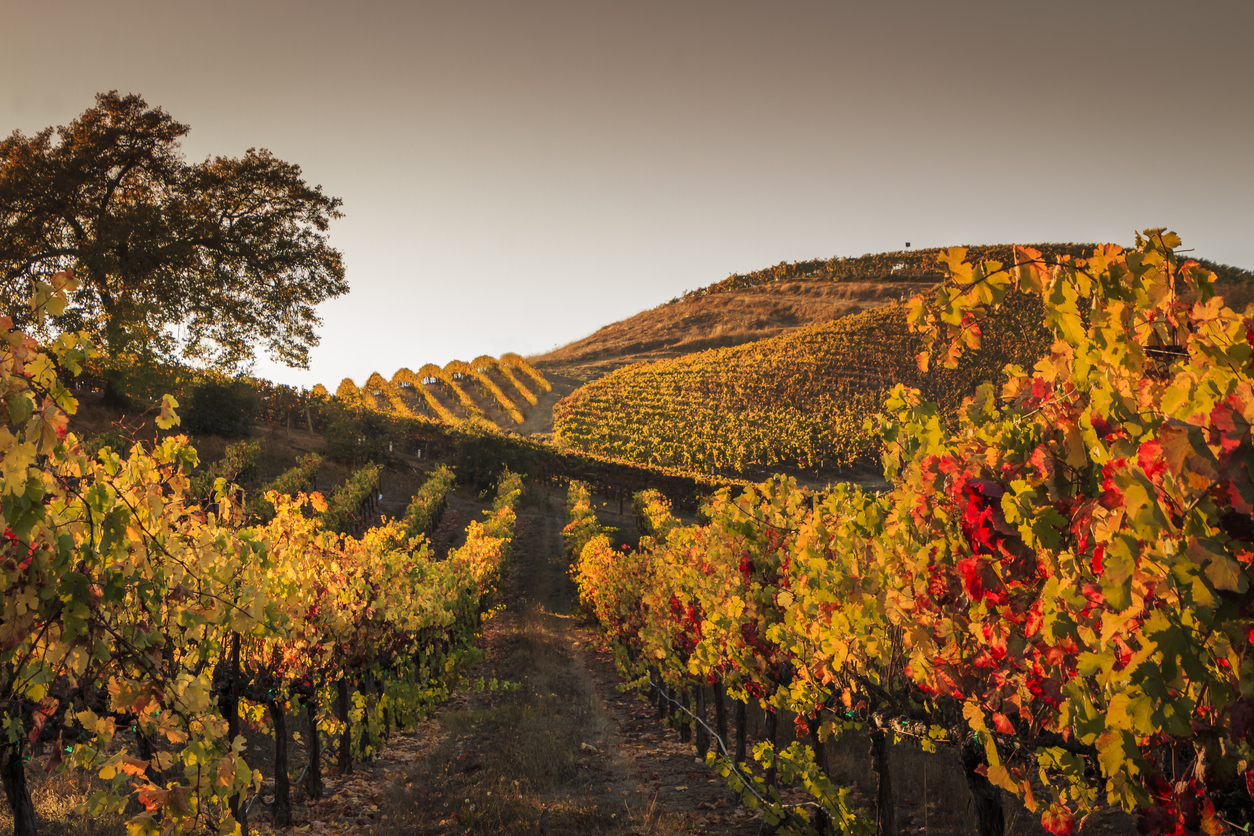 Autumn Sunset In A Hilly Vineyard